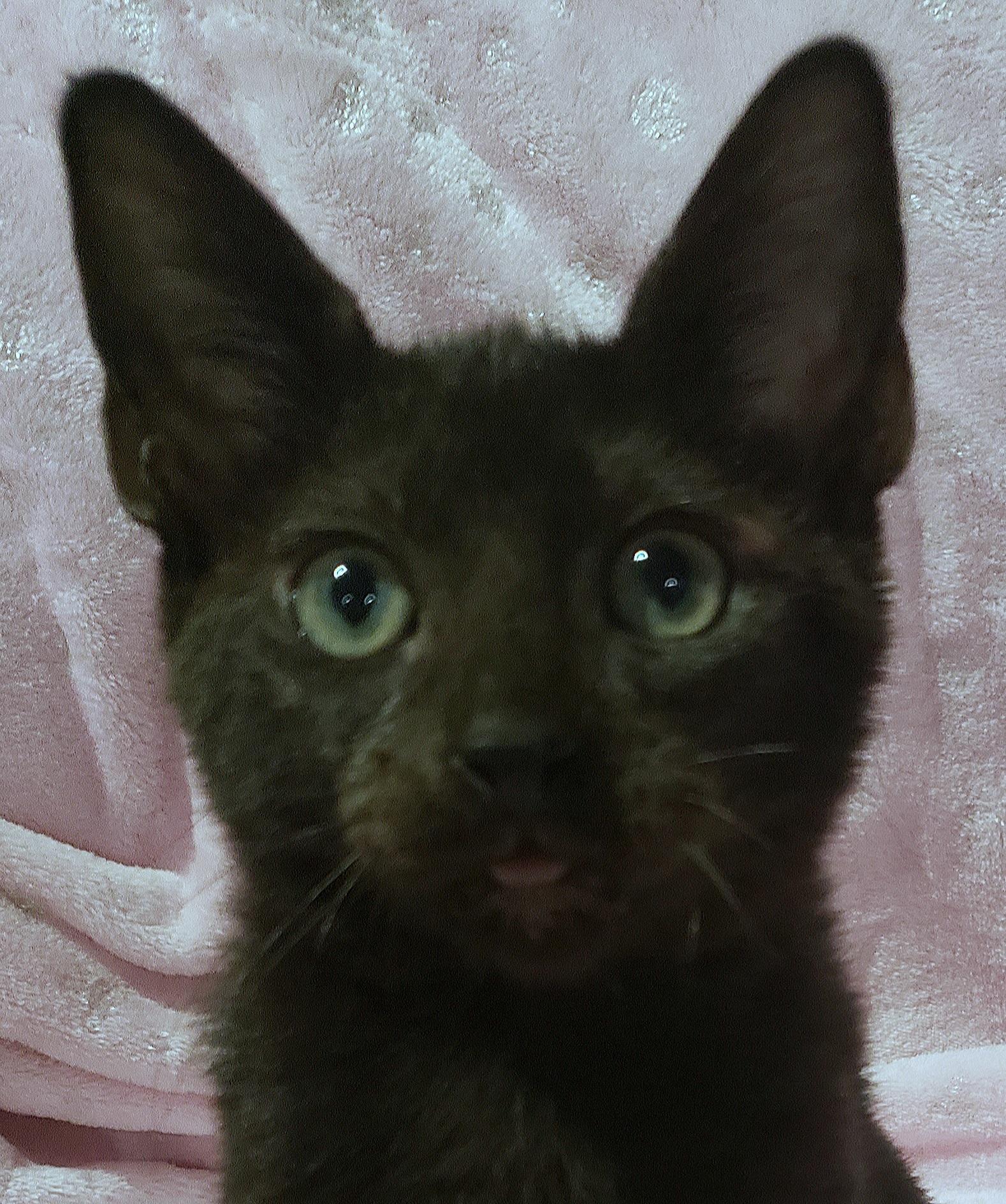 Clover, an adoptable Havana, Bombay in Sunset Valley, TX, 78745 | Photo Image 3