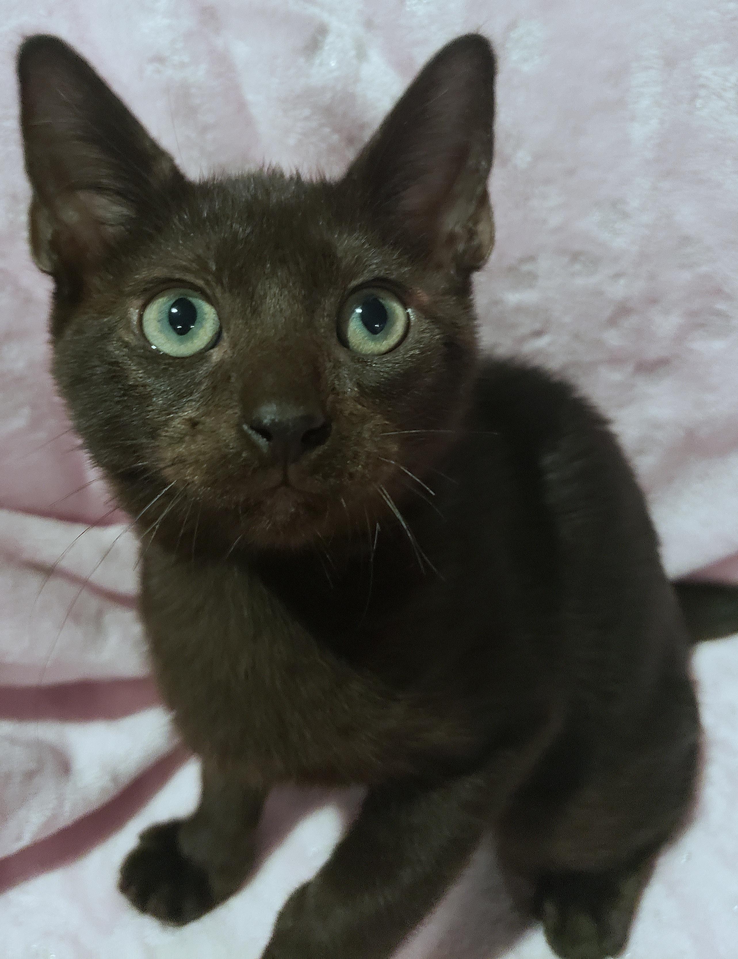 Clover, an adoptable Havana, Bombay in Sunset Valley, TX, 78745 | Photo Image 4