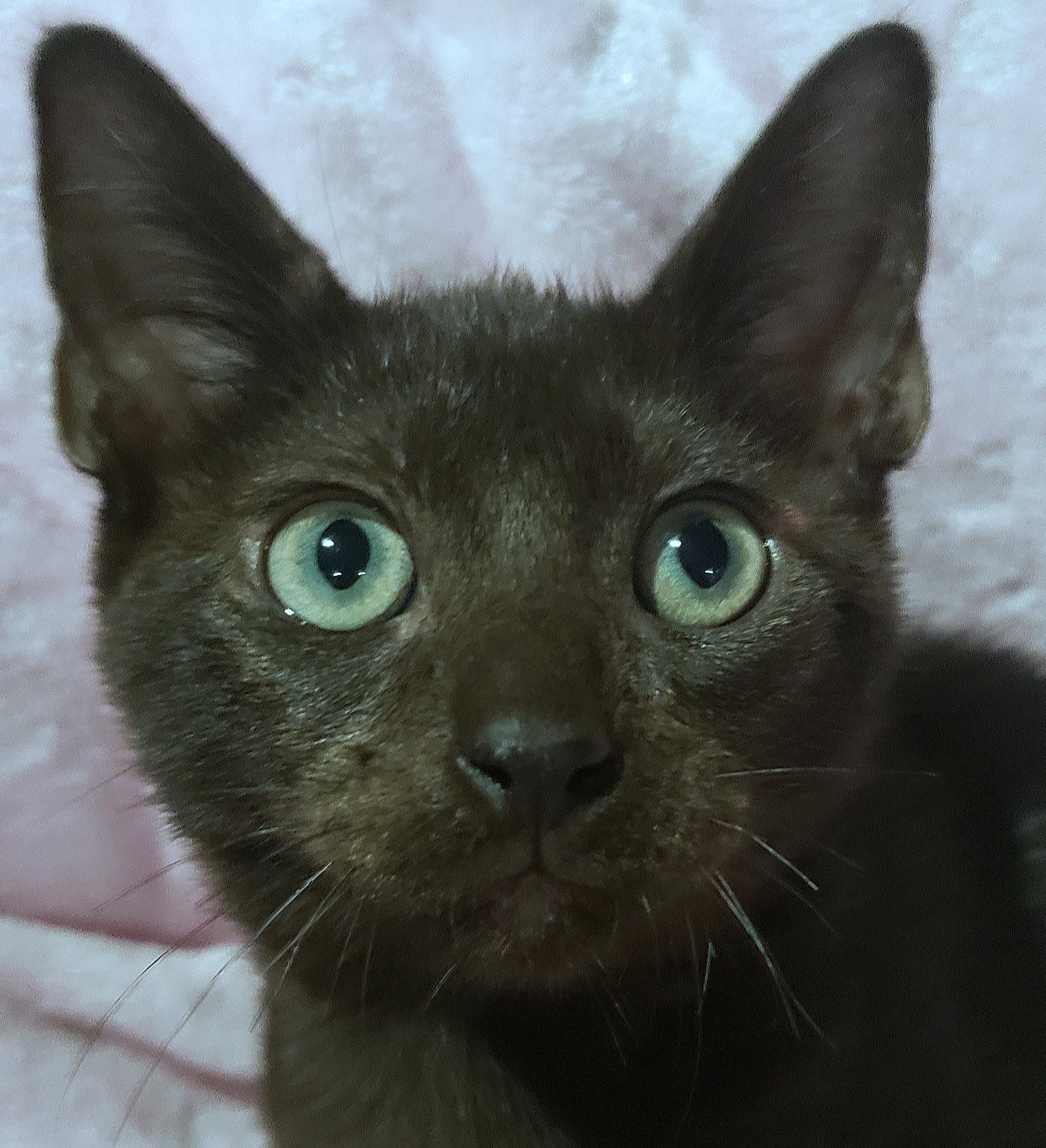 Clover, an adoptable Havana, Bombay in Sunset Valley, TX, 78745 | Photo Image 5