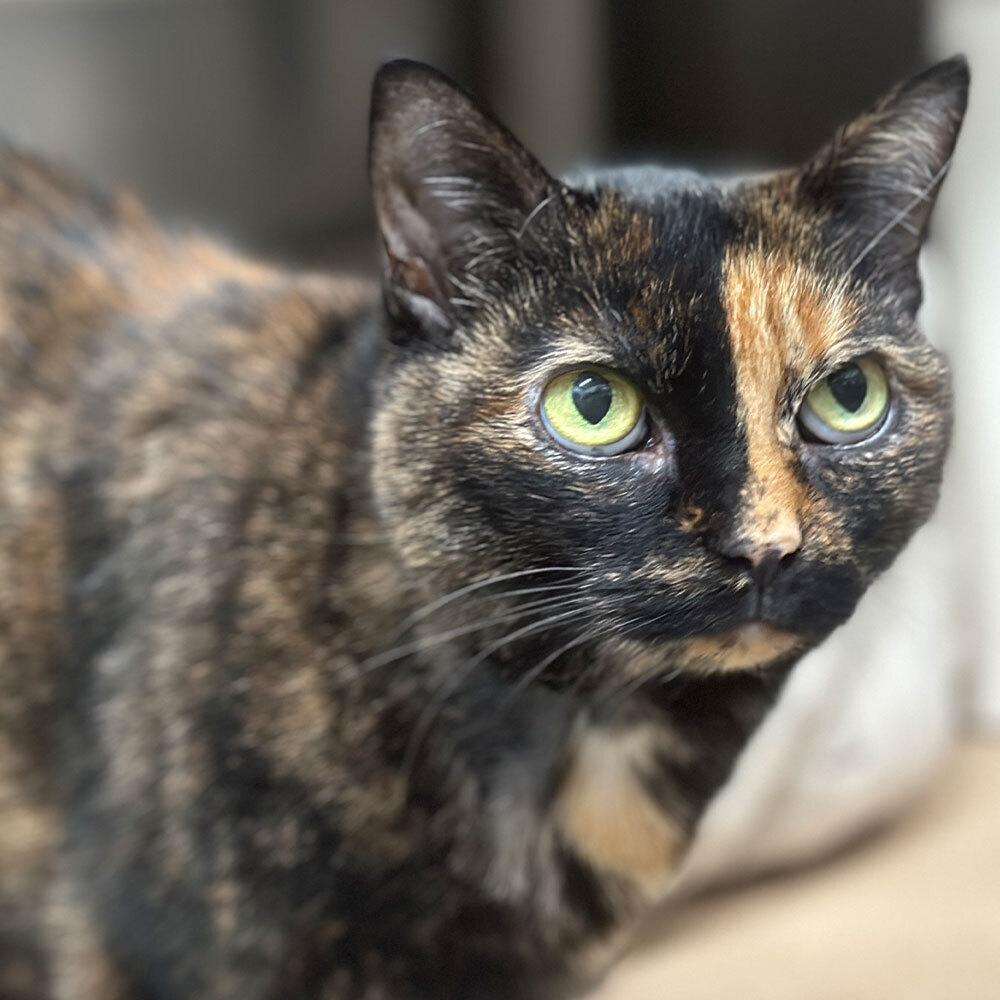 Muma, Adoptable, Senior Female Domestic Short Hair.