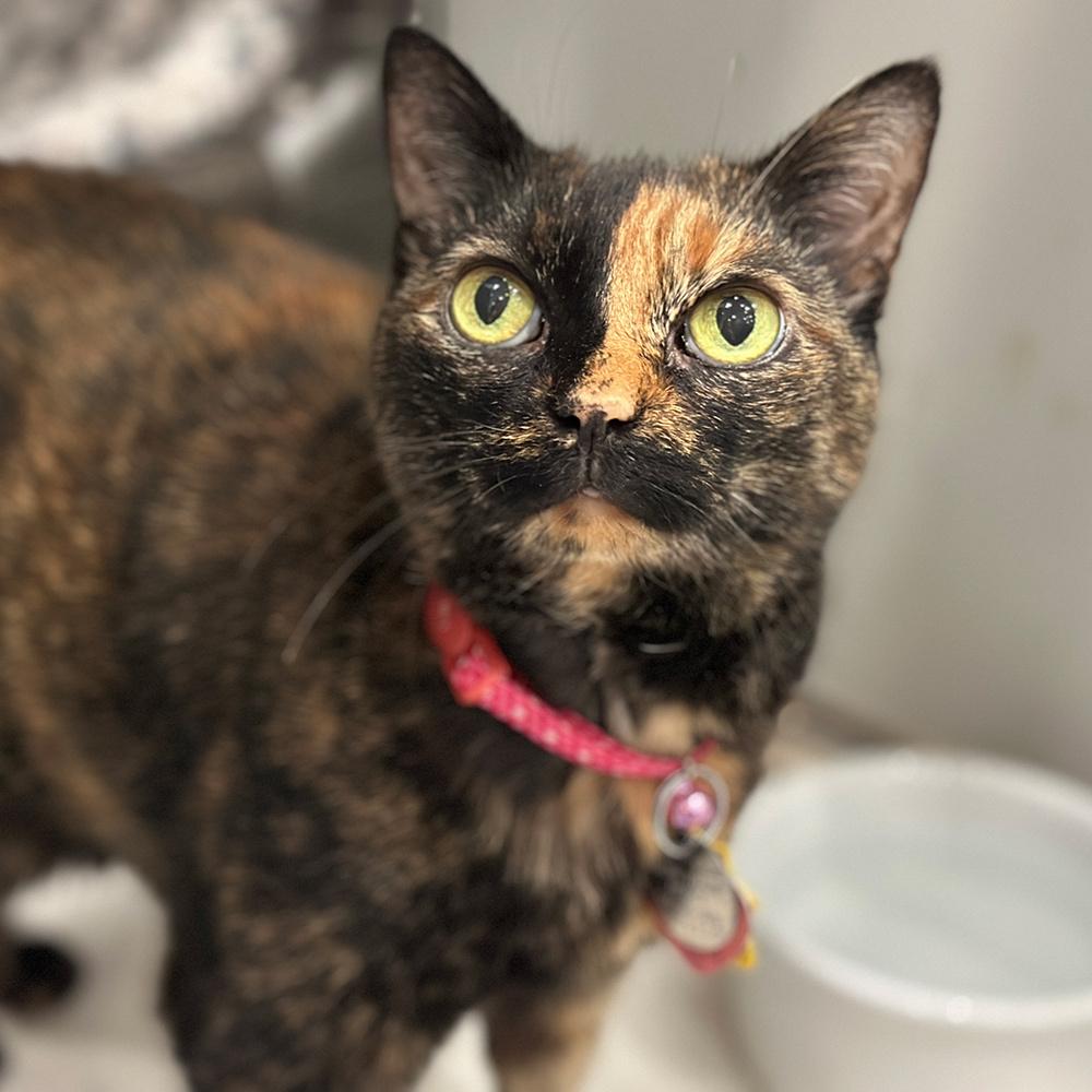 Muma, a Adoptable Domestic Short Hair in Port Washington, NY image 2/4