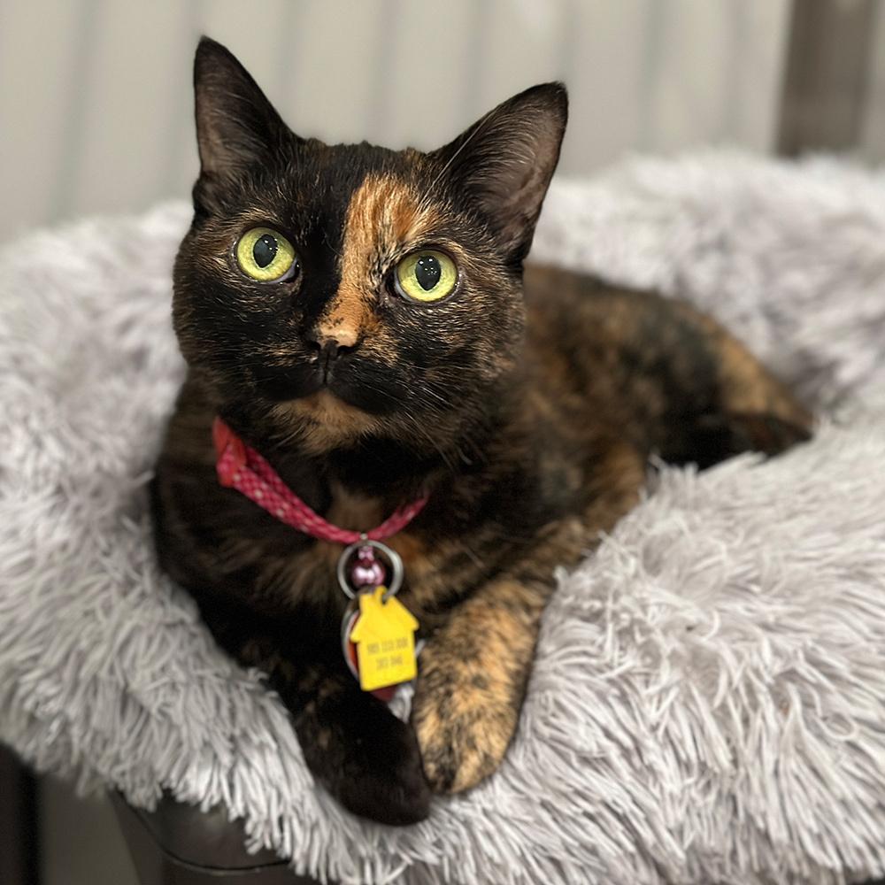 Muma, a Adoptable Domestic Short Hair in Port Washington, NY image 3/4