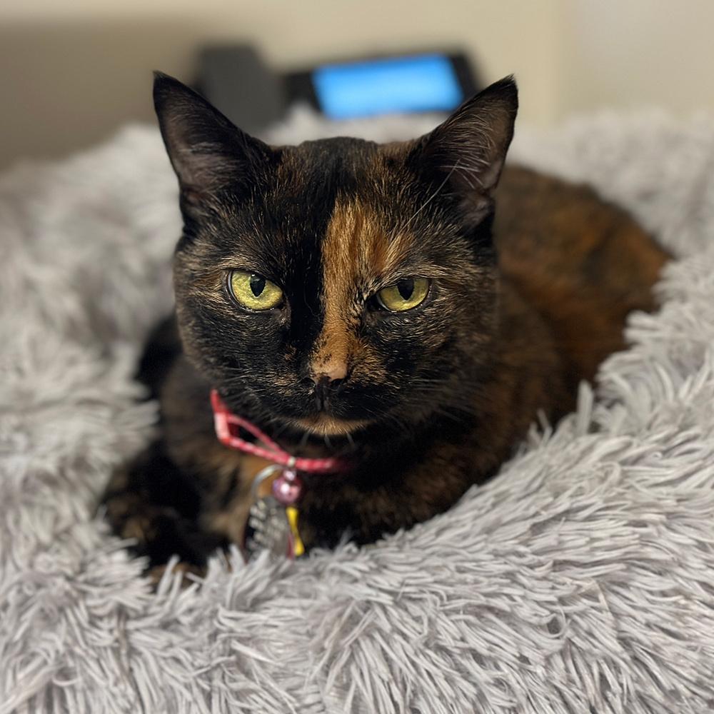 Muma, a Adoptable Domestic Short Hair in Port Washington, NY image 4/4