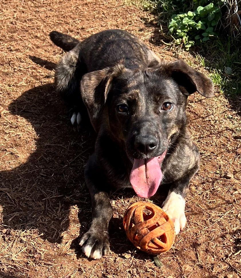 Enlarge Raisin, a Adoptable Pit Bull Terrier in Carrollton, GA image 1/3
