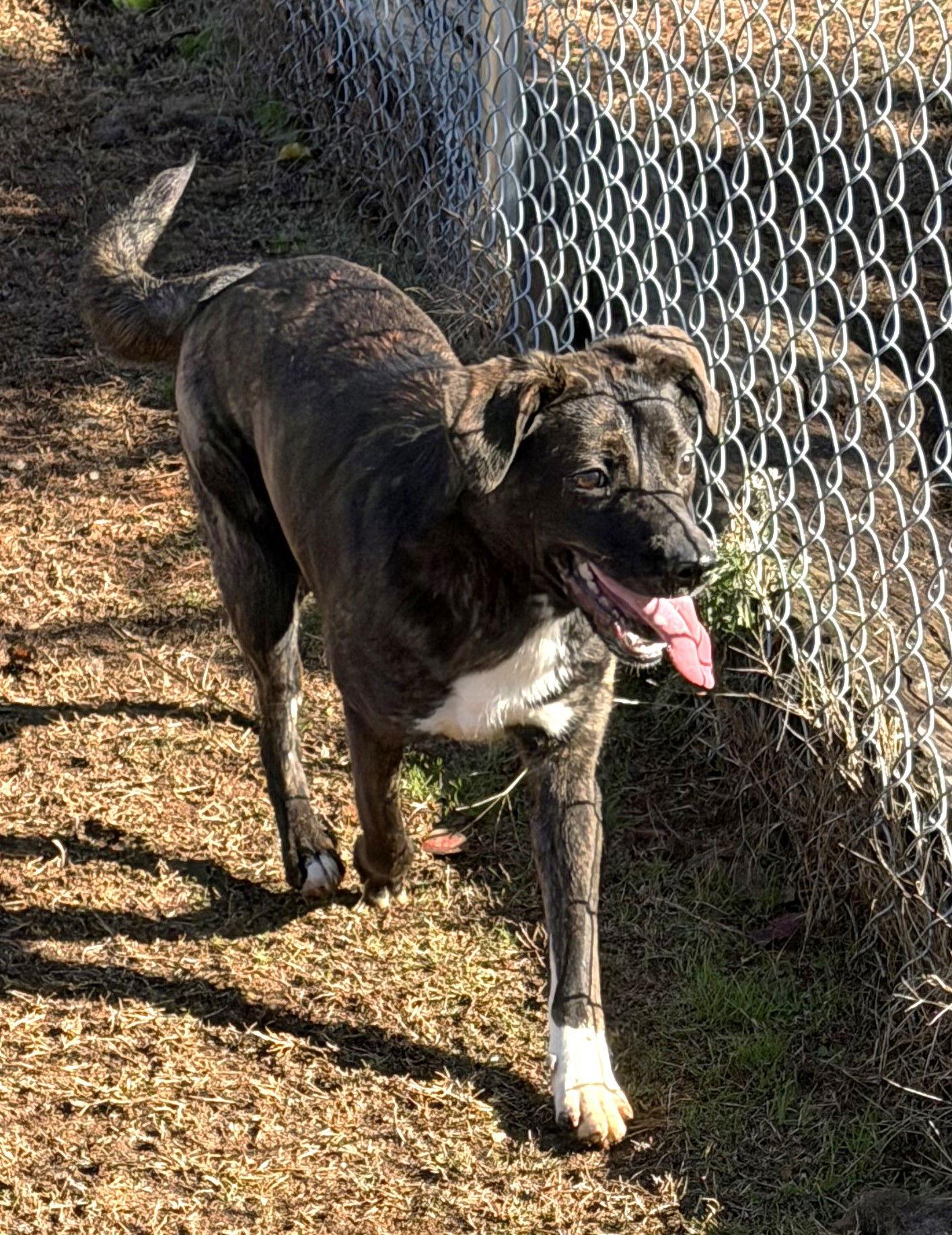 Enlarge Raisin, a Adoptable Pit Bull Terrier in Carrollton, GA image 2/3