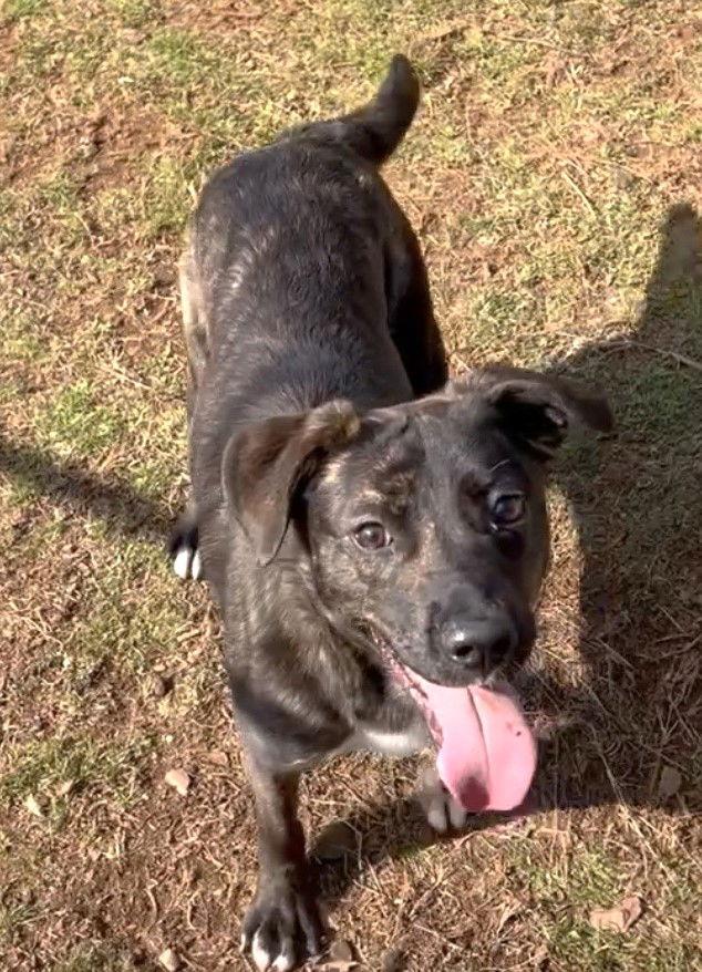 Enlarge Raisin, a Adoptable Pit Bull Terrier in Carrollton, GA image 3/3