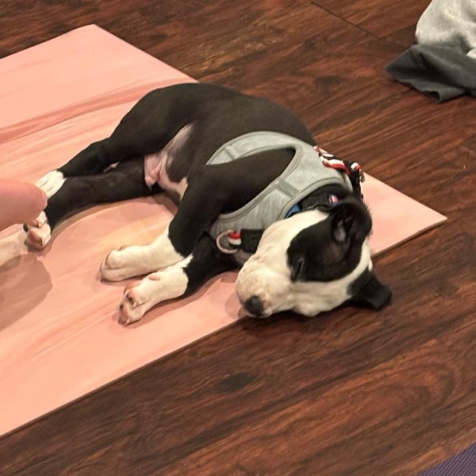 Enlarge Butter, an adopted mixed breed in Renfrew, PA image 2/2