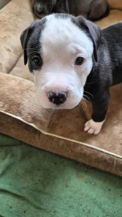 Enlarge Butter, an adopted mixed breed in Renfrew, PA image 1/2