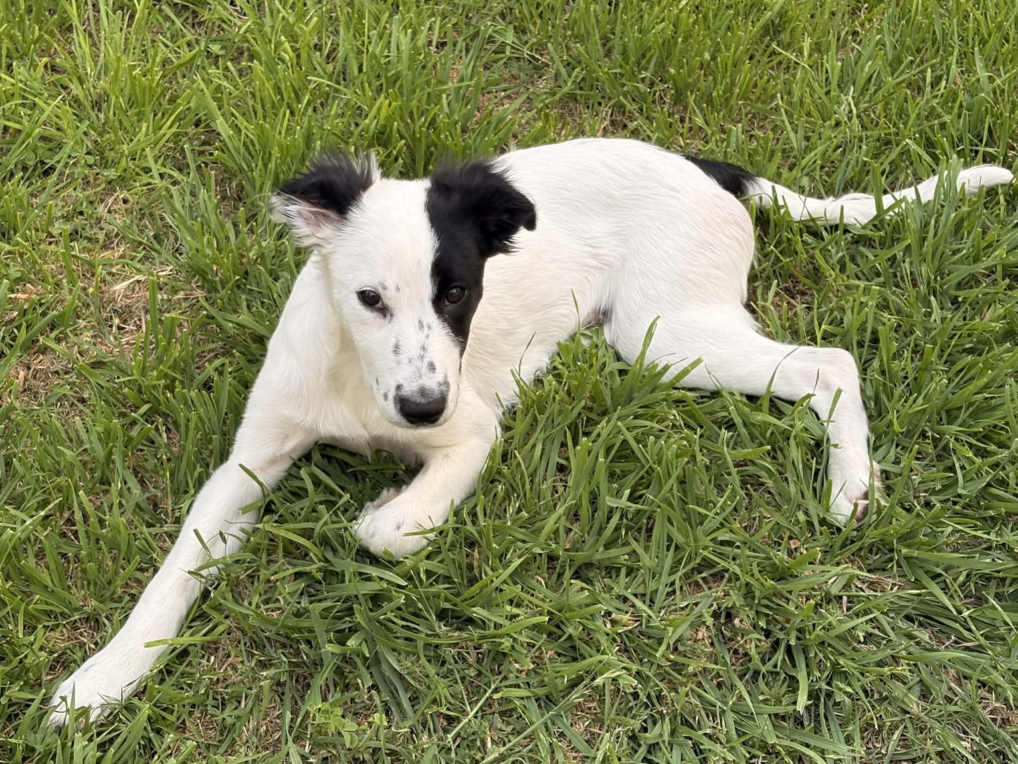 Axel, Adoptable, Puppy Male Australian Cattle Dog / Blue Heeler.