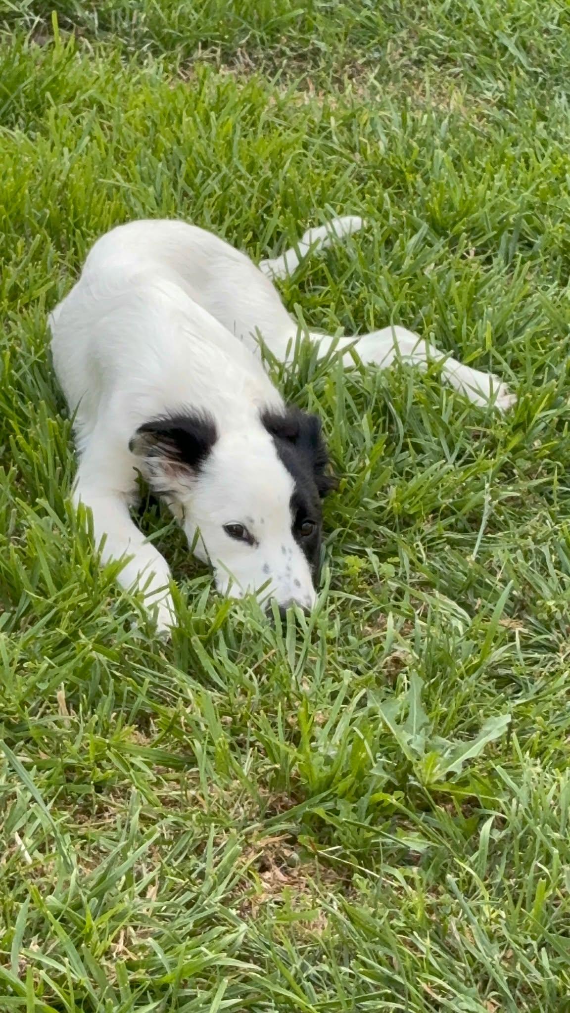 Enlarge Axel, a Adoptable mixed breed in Arlington, TX image 3/3