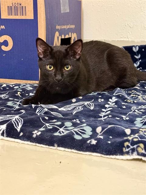 Enlarge BASIL, a Adoptable Domestic Medium Hair in Fremont, CA image 1/1