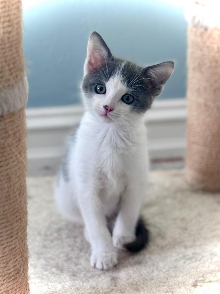 12/4/25 - Sweet Pea, Adopted, Kitten Female Domestic Short Hair.