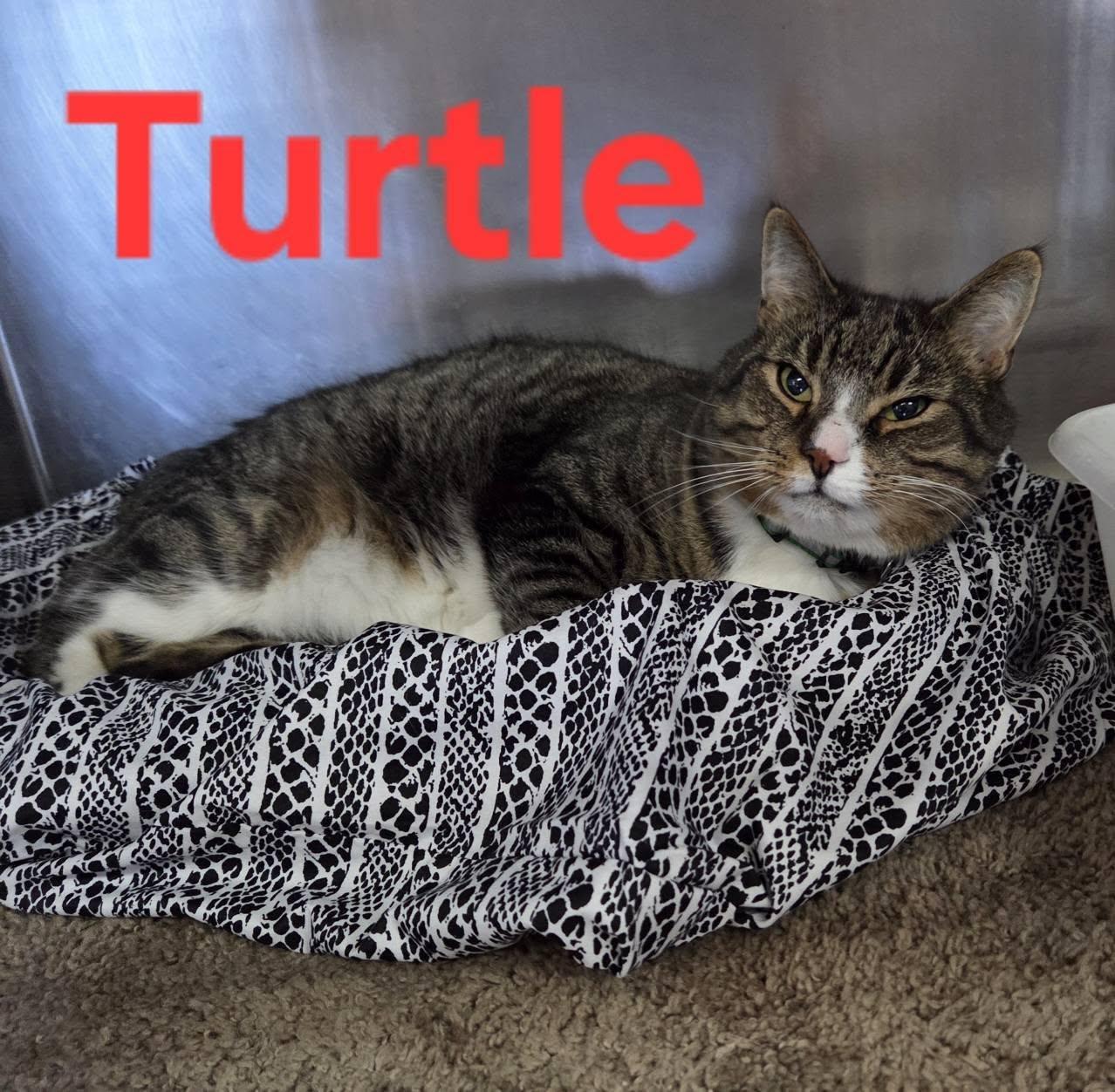 Turtle