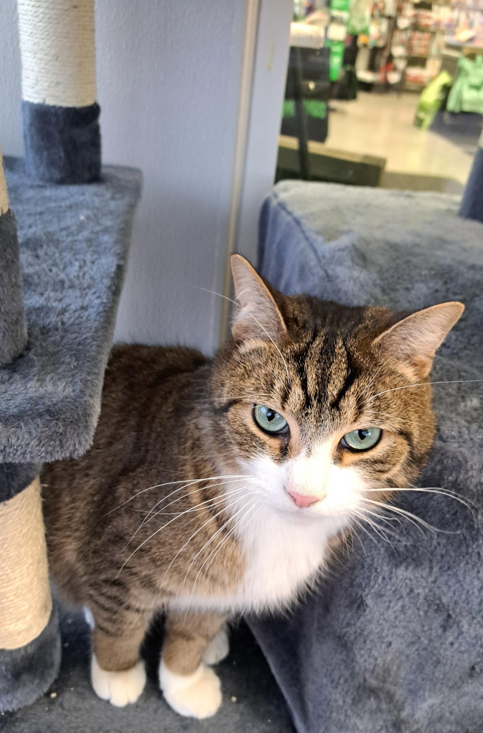 C223 Brother Benny, Adopted, Adult Male Domestic Short Hair & Tabby.