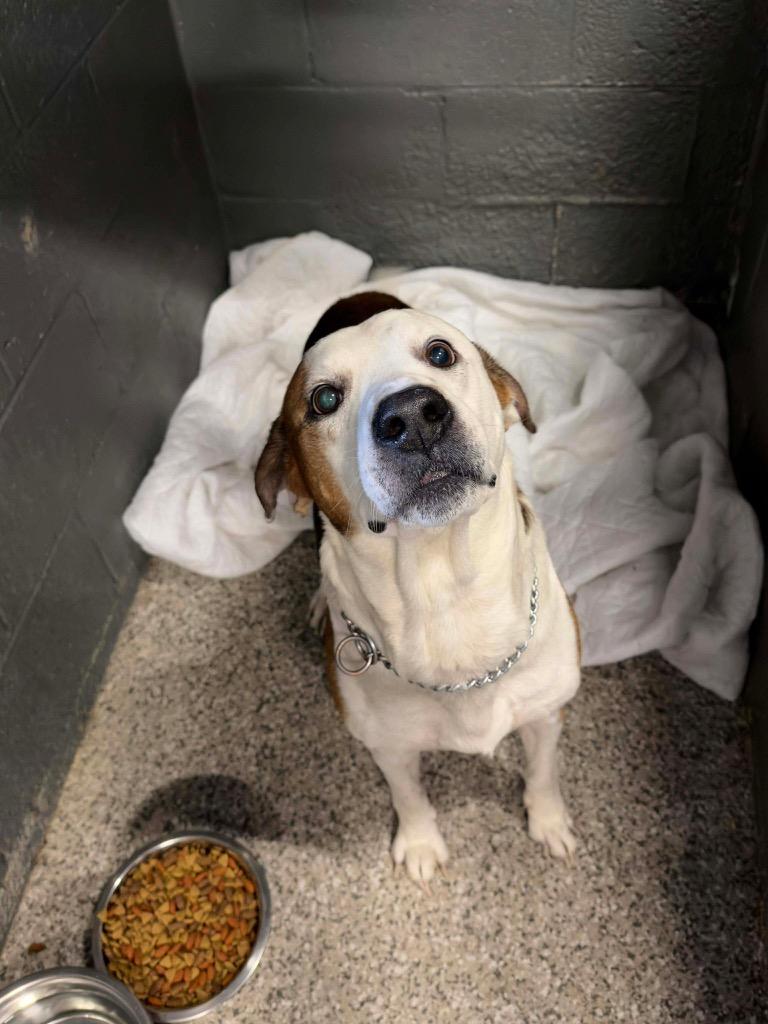 Roscoe, Adoptable, Senior Male Pit Bull Terrier & Hound.