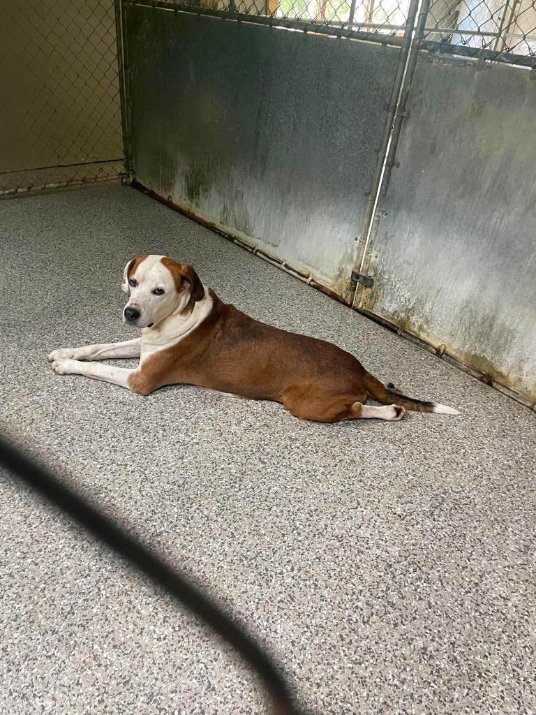 Enlarge Roscoe, a Adoptable mixed breed in Parsons, WV image 2/6