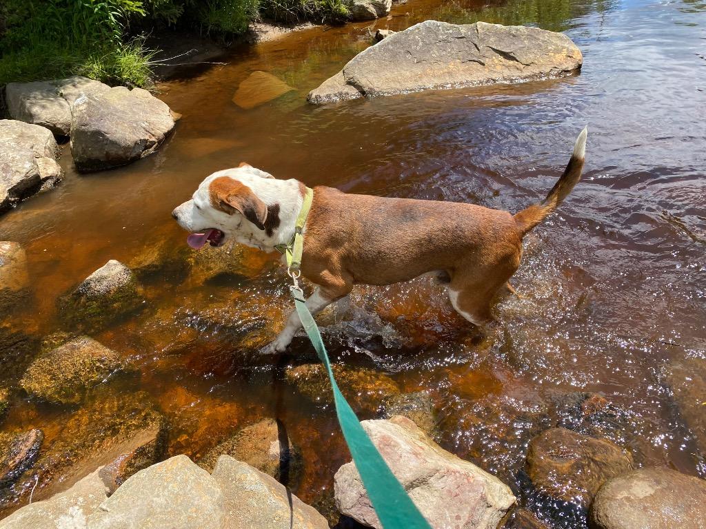 Enlarge Roscoe, a Adoptable mixed breed in Parsons, WV image 4/6