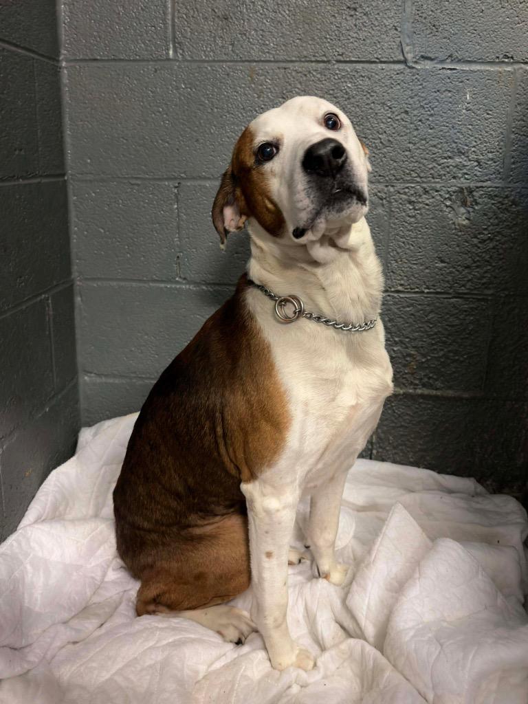 Enlarge Roscoe, a Adoptable mixed breed in Parsons, WV image 5/6