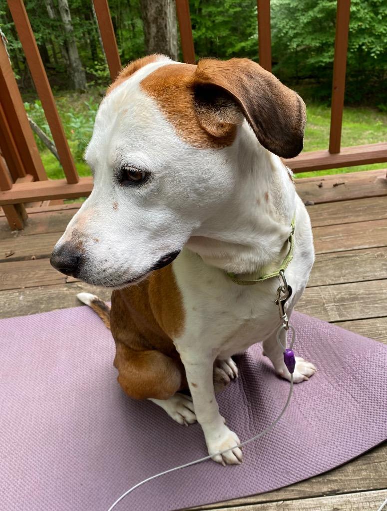 Enlarge Roscoe, a Adoptable mixed breed in Parsons, WV image 6/6