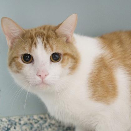 Cosmo (bonded with Astro), Adoptable, Young Male Domestic Short Hair & Domestic Short Hair.