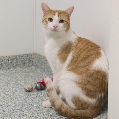Cosmo (bonded with Astro), a Adoptable mixed breed in Verona, WI image 2/3