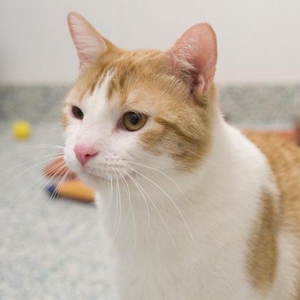 Cosmo (bonded with Astro), a Adoptable mixed breed in Verona, WI image 3/3
