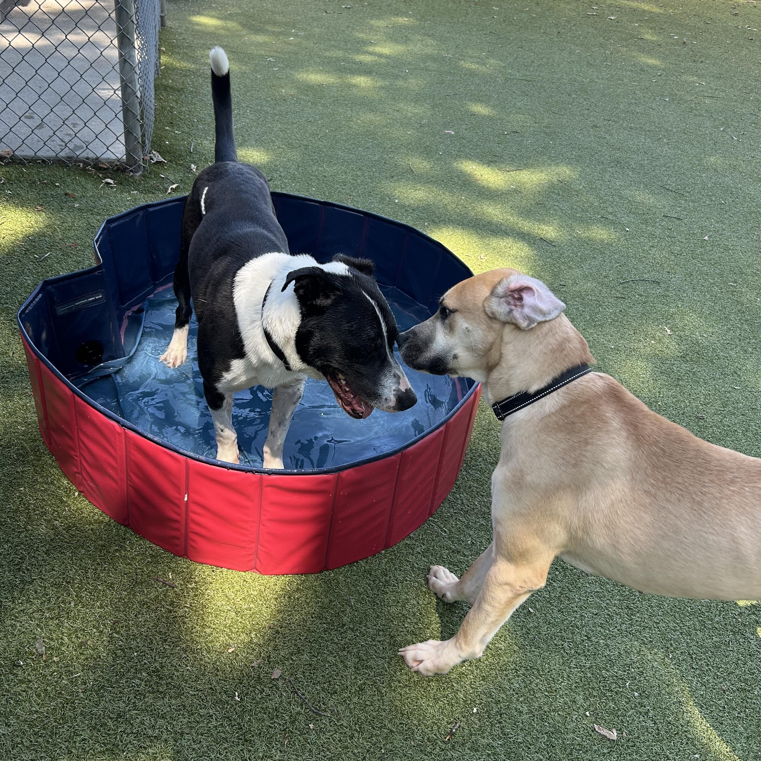 Enlarge Carowinds, a Adoptable mixed breed in New Bedford, MA image 2/5