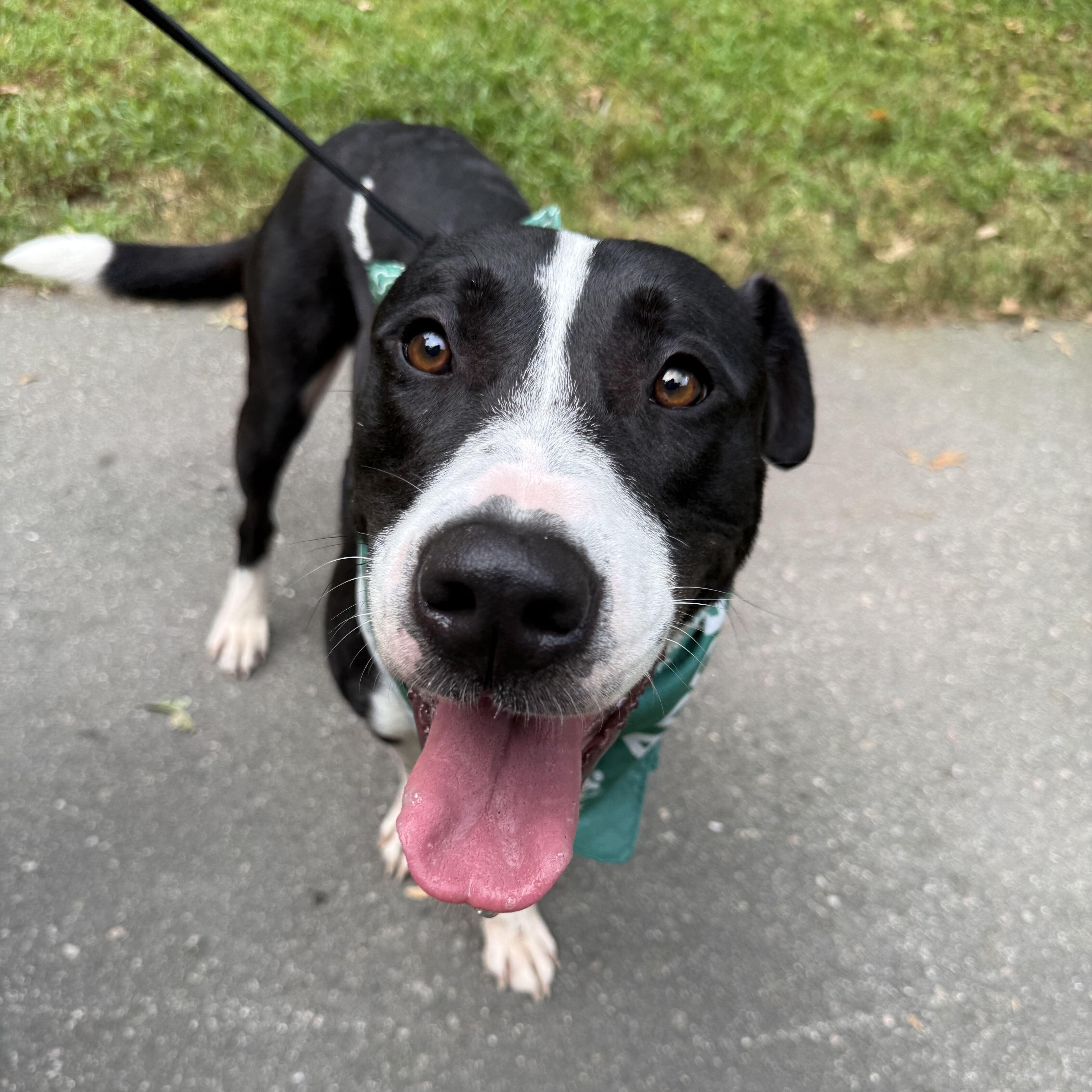 Enlarge Carowinds, a Adoptable mixed breed in New Bedford, MA image 1/5