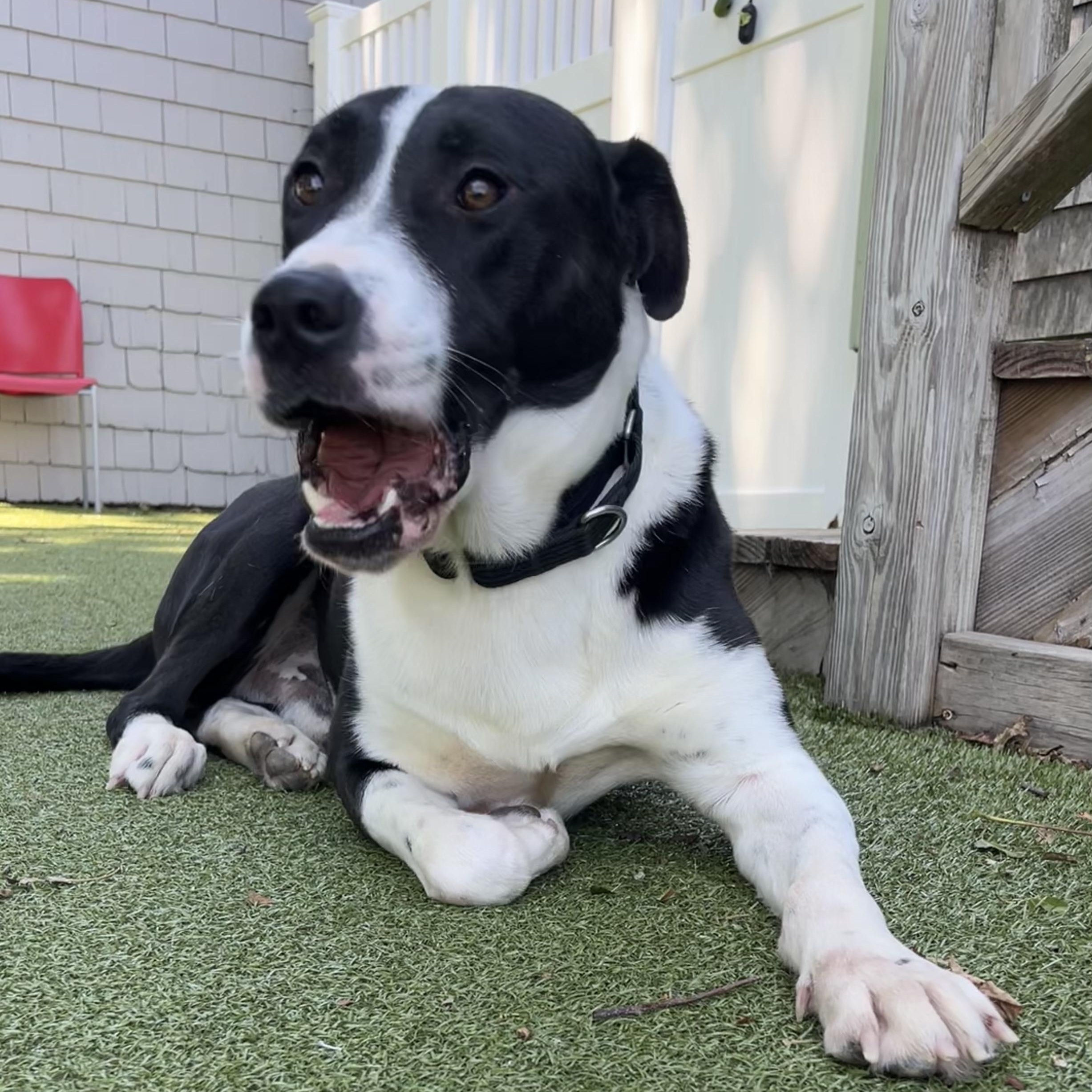 Enlarge Carowinds, a Adoptable mixed breed in New Bedford, MA image 5/5