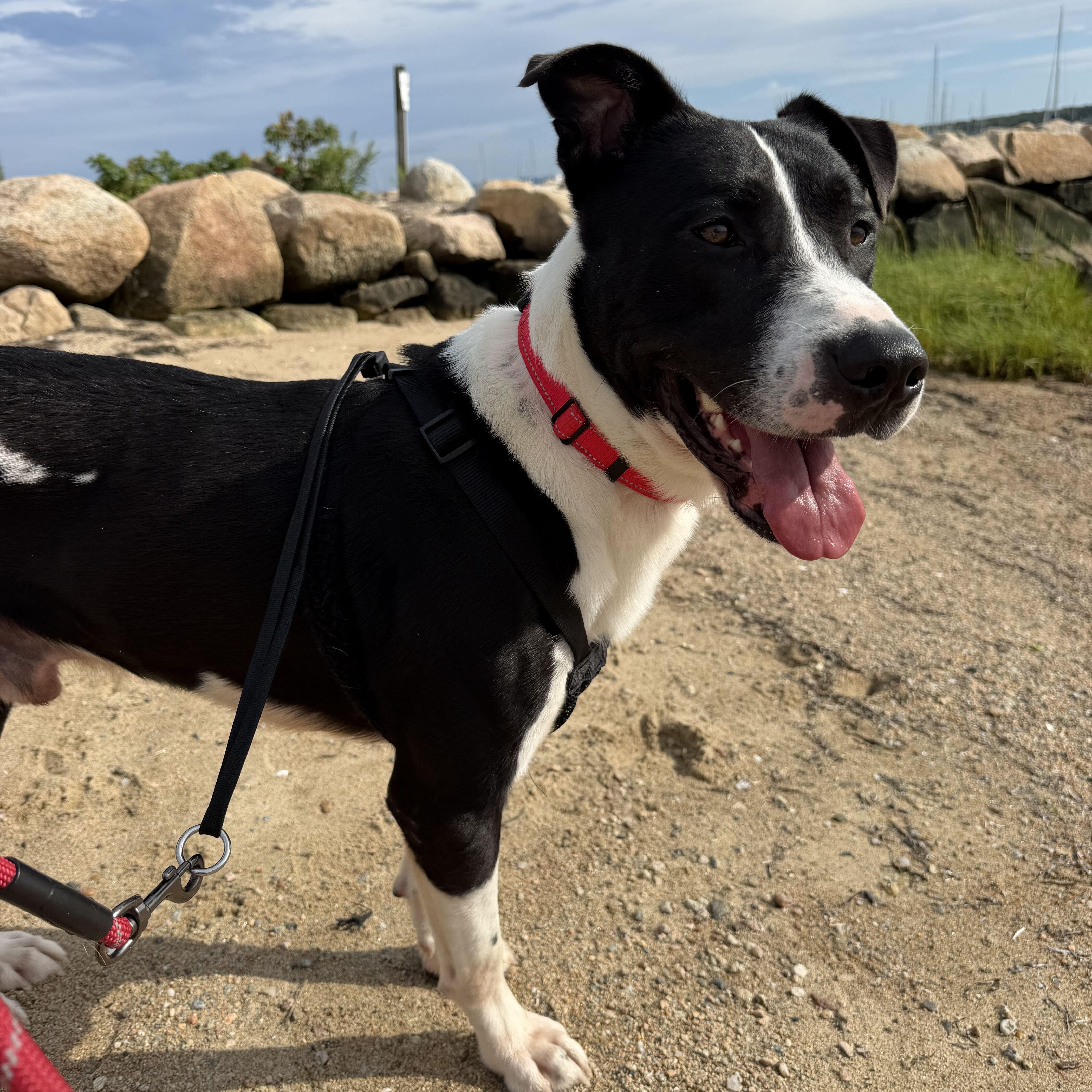 Enlarge Carowinds, a Adoptable mixed breed in New Bedford, MA image 3/5