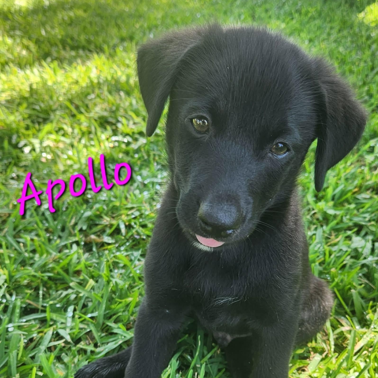 Apollo, a ADOPTABLE mixed breed in Columbia, MD image 2/2