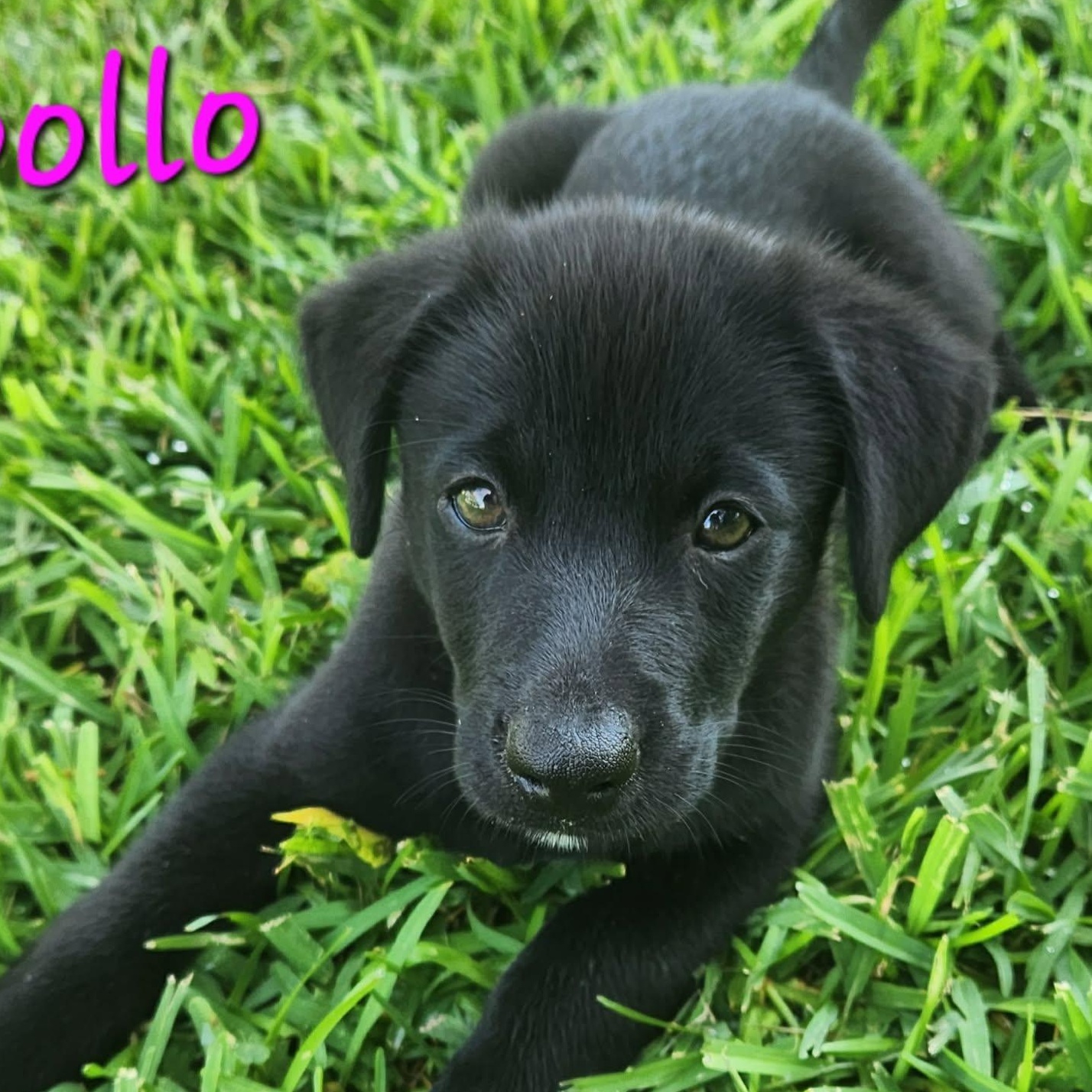 Apollo, a ADOPTABLE mixed breed in Columbia, MD image 1/2