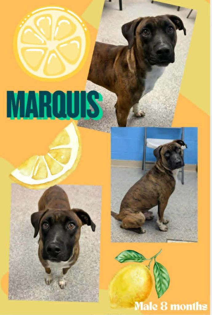 Marquis, Adoptable, Puppy Male Boxer & Mixed Breed.