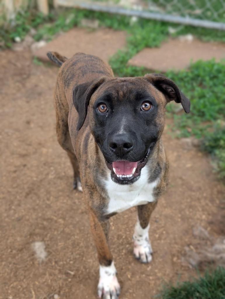 Marquis, a Adoptable mixed breed in Blountville, TN image 2/2