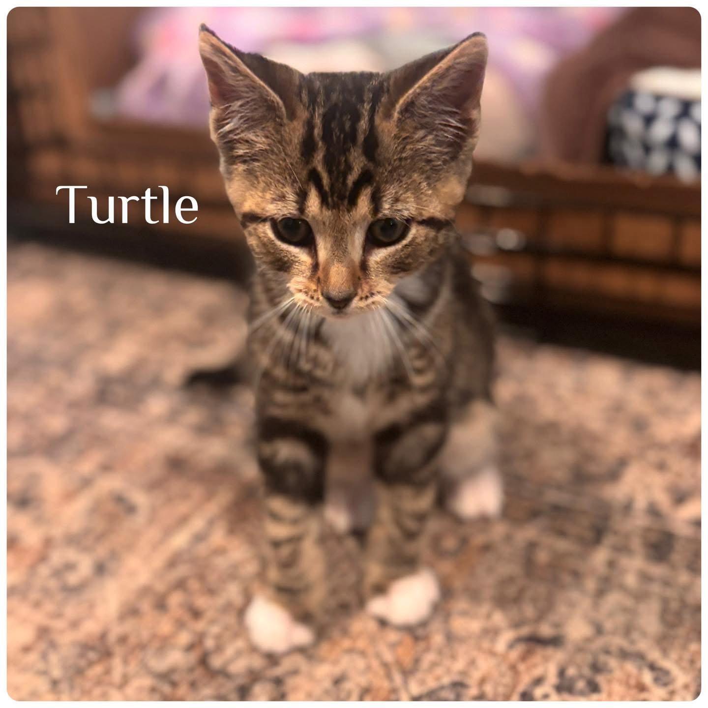 Turtle, Adoptable, Kitten Male Domestic Short Hair.