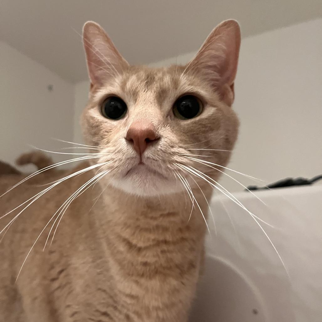 Sweetie, Adoptable, Adult Male Domestic Short Hair.
