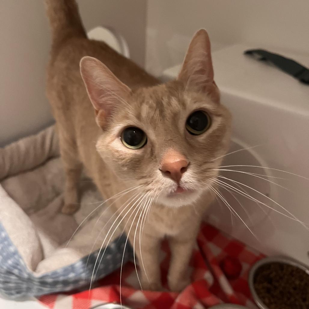 Enlarge Sweetie, a Adoptable Domestic Short Hair in Bentonville, AR image 2/6