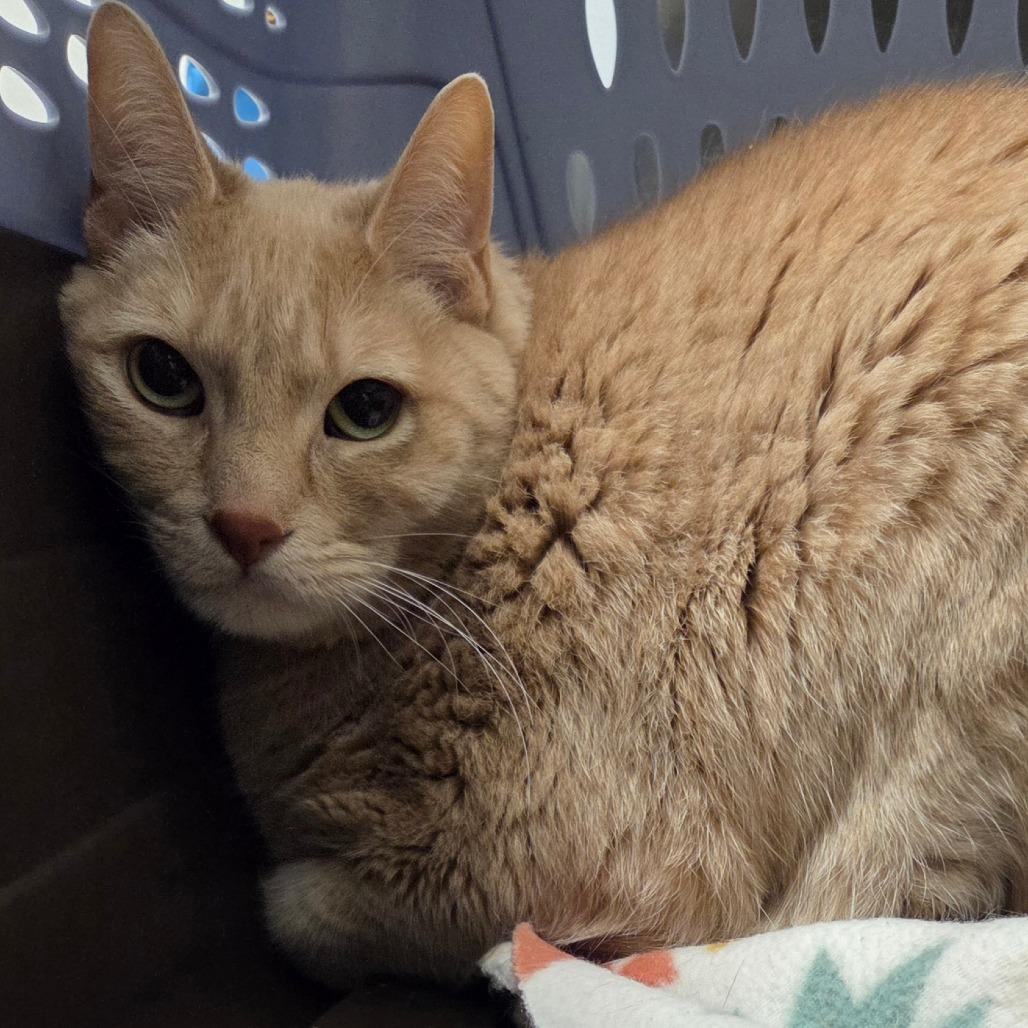 Enlarge Sweetie, a Adoptable Domestic Short Hair in Bentonville, AR image 3/6