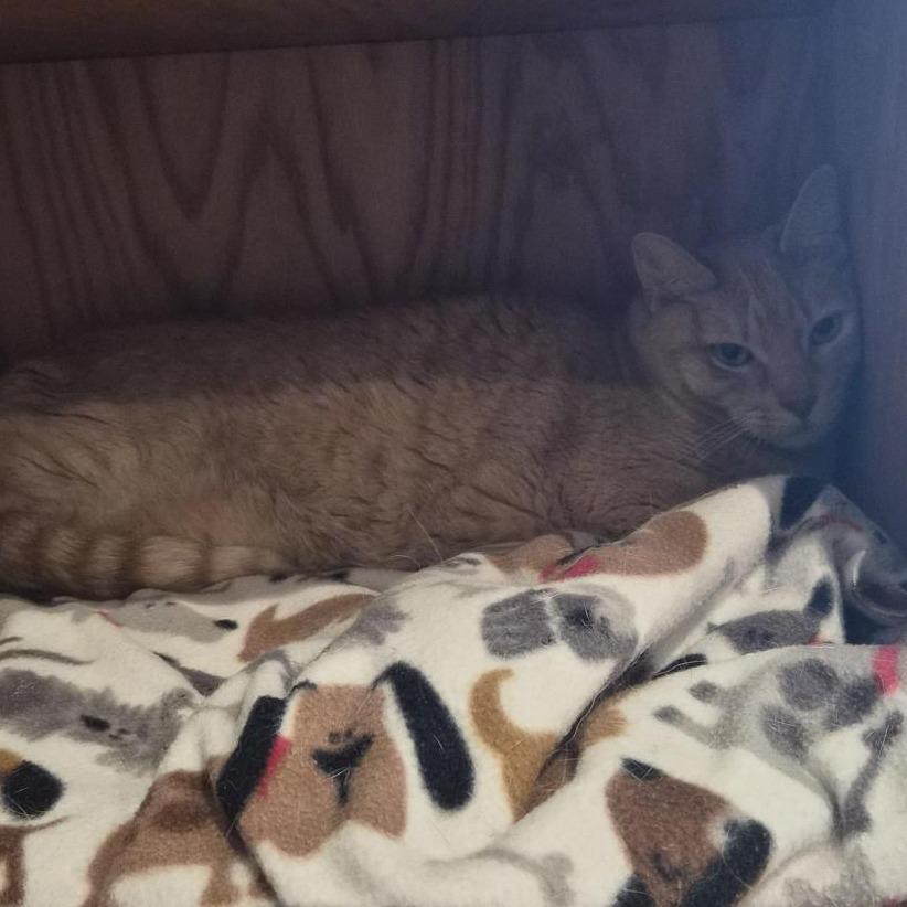 Enlarge Sweetie, a Adoptable Domestic Short Hair in Bentonville, AR image 4/6