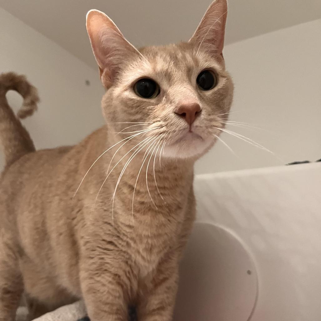 Enlarge Sweetie, a Adoptable Domestic Short Hair in Bentonville, AR image 5/6