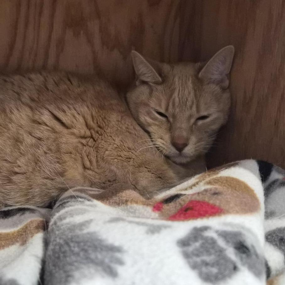 Enlarge Sweetie, a Adoptable Domestic Short Hair in Bentonville, AR image 6/6