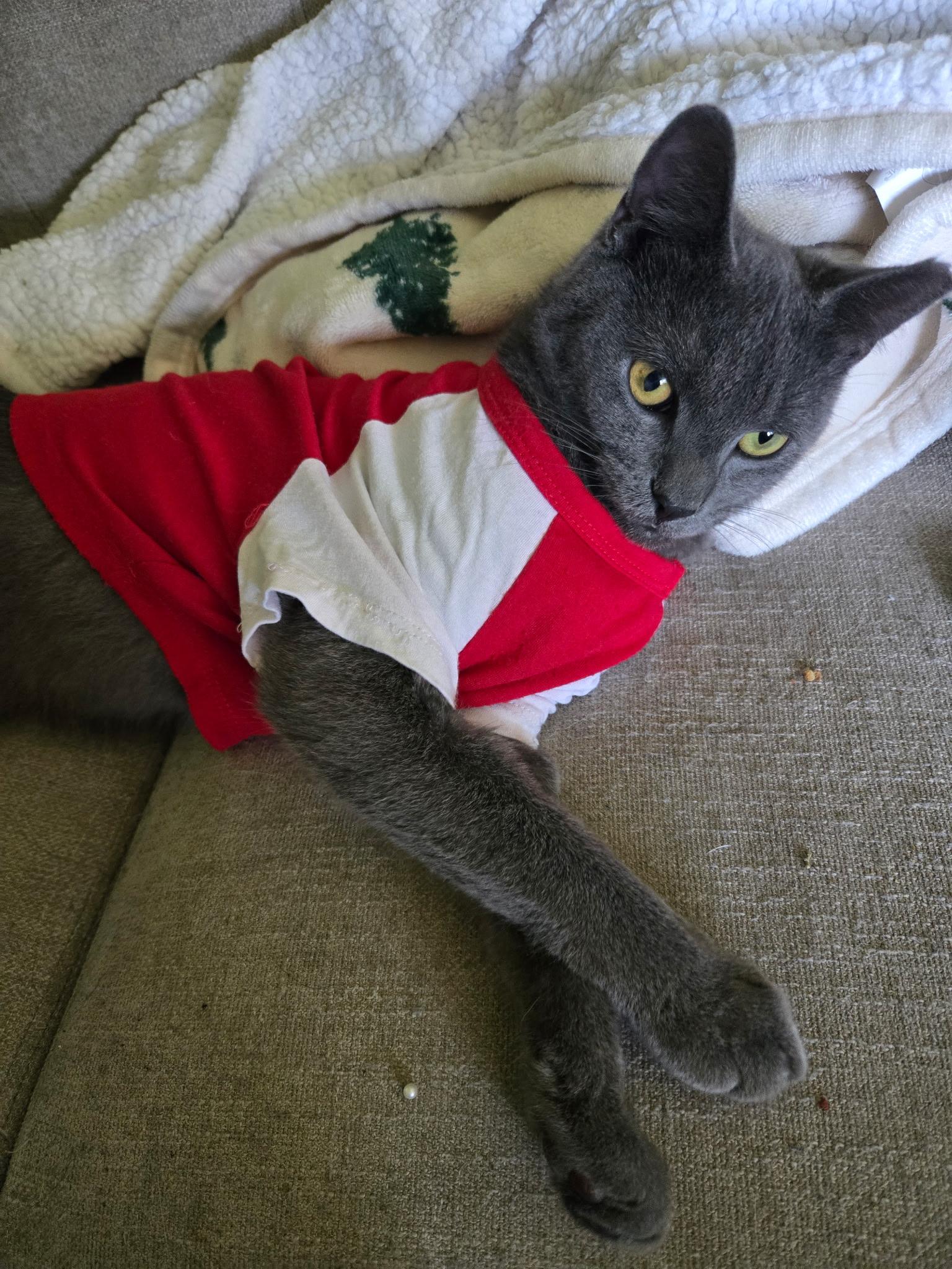 Enlarge Renly, a ADOPTABLE American Shorthair in Wilmington, NC image 2/3