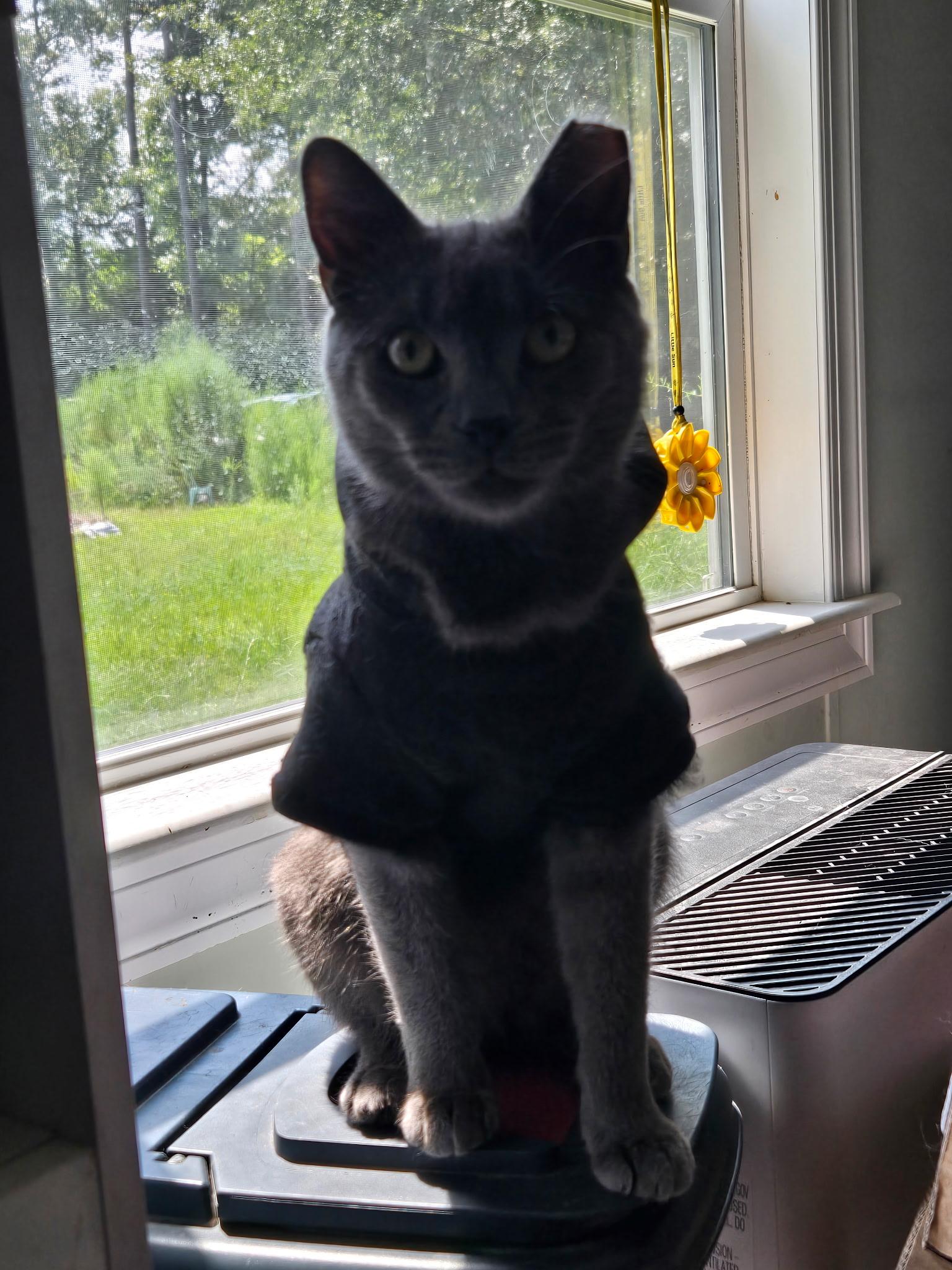 Enlarge Renly, a ADOPTABLE American Shorthair in Wilmington, NC image 3/3