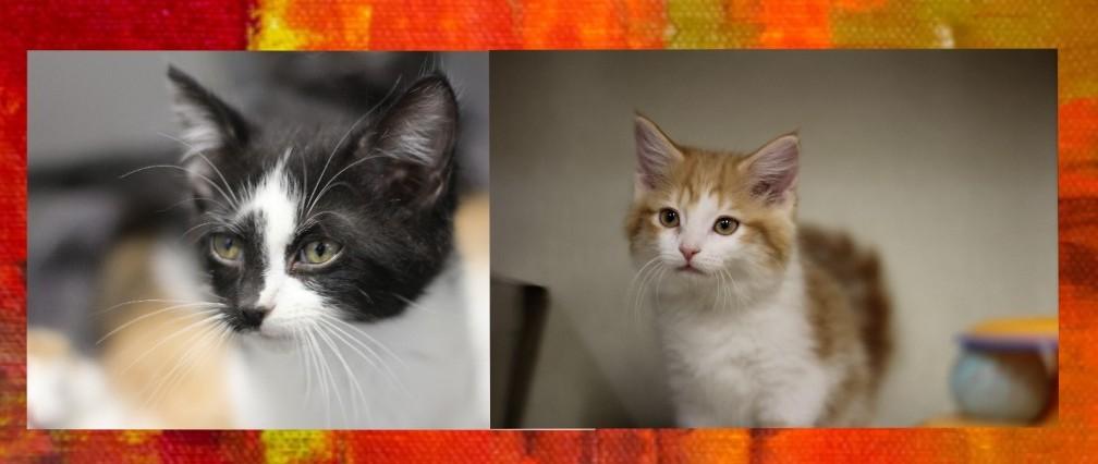 FlufferNutter(F)Lightning(M)