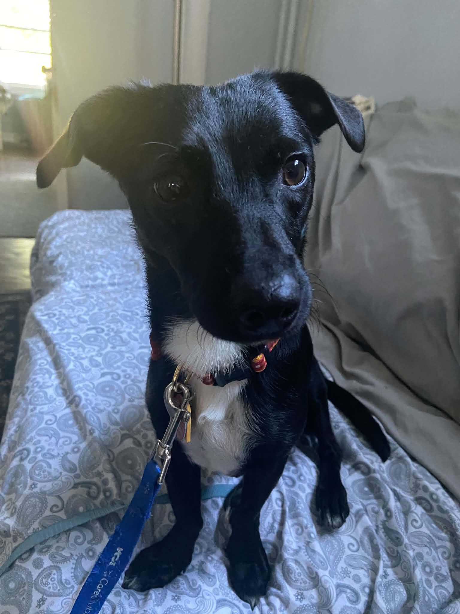 Robin, adopted, Adult Female Dachshund.