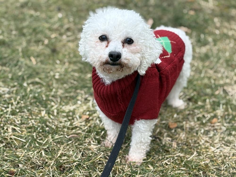 Patsy, Adoptable, Adult Female Bichon Frise.