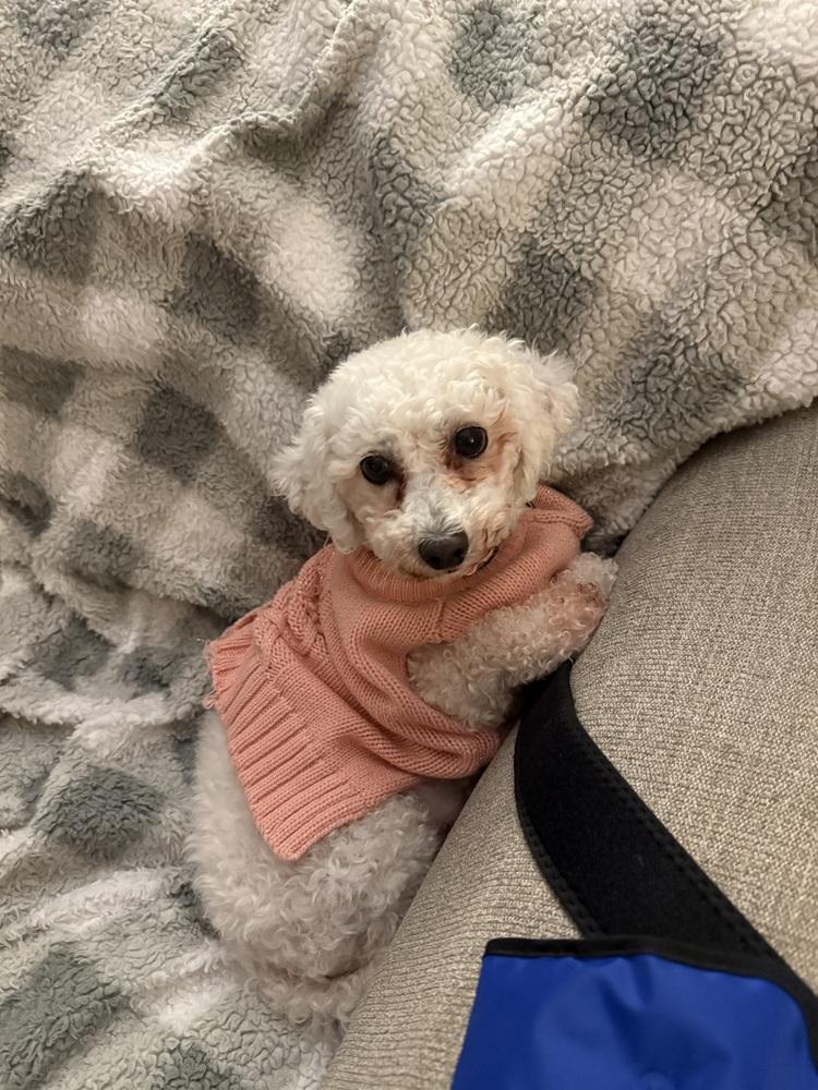 Enlarge Patsy, a Adoptable Bichon Frise in East Greenville, PA image 2/6