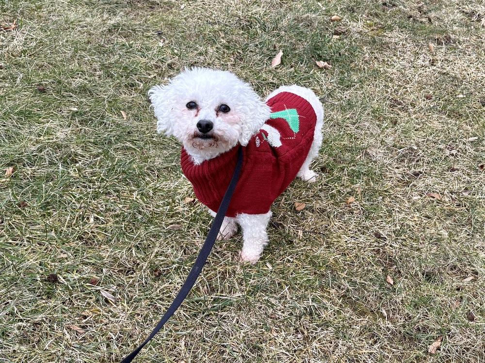 Enlarge Patsy, a Adoptable Bichon Frise in East Greenville, PA image 3/6