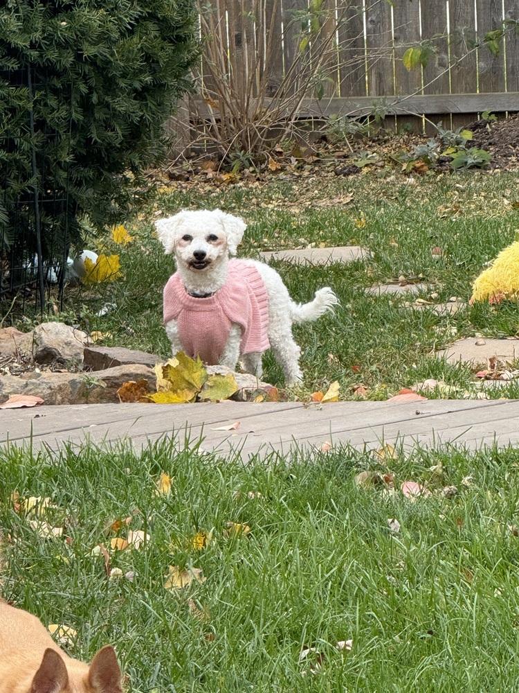 Enlarge Patsy, a Adoptable Bichon Frise in East Greenville, PA image 4/6