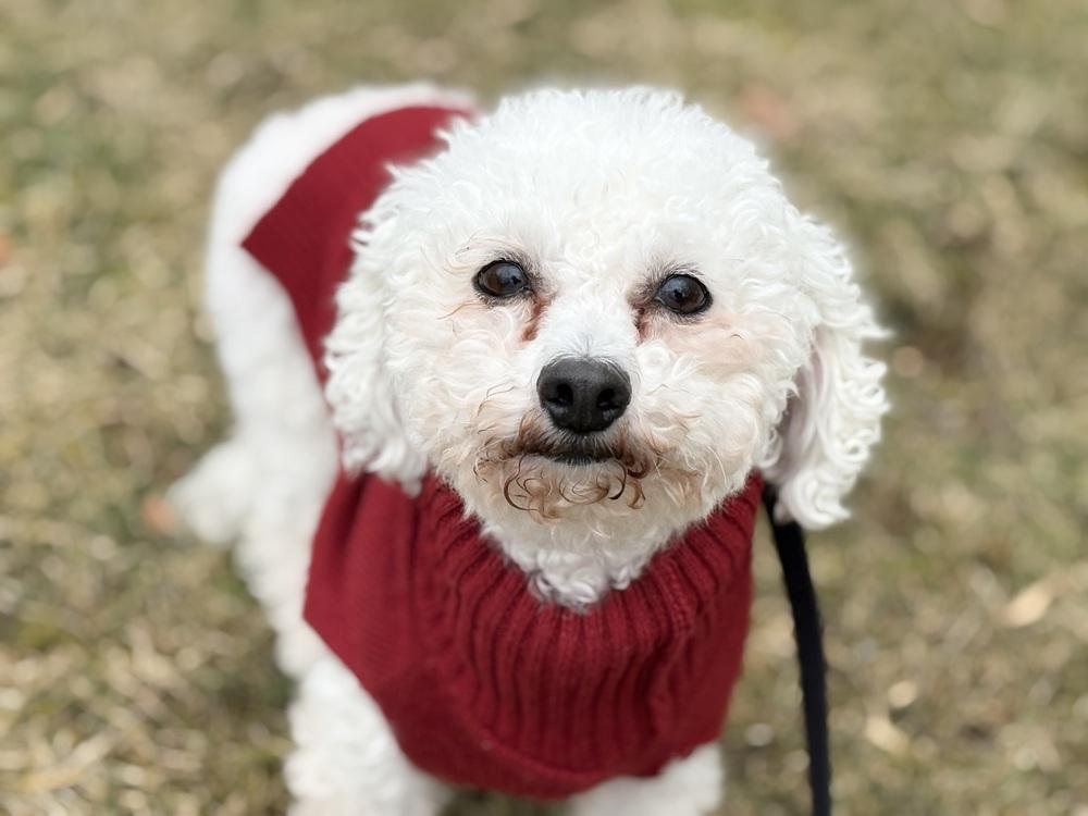 Enlarge Patsy, a Adoptable Bichon Frise in East Greenville, PA image 5/6